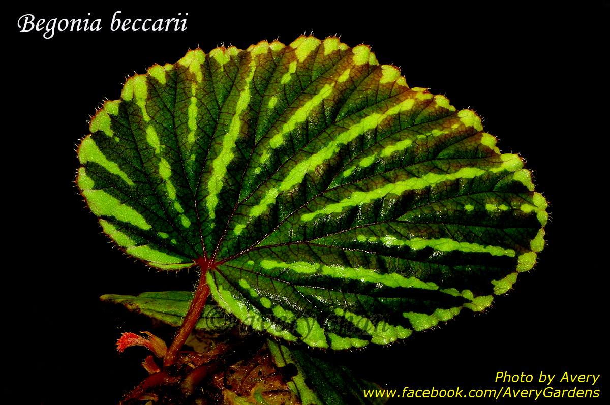 B. beccari